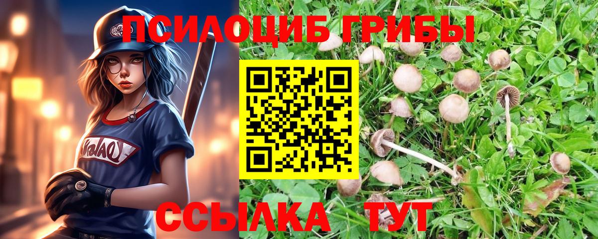 Псилоцибиновые грибы прущие грибы Калач-на-Дону